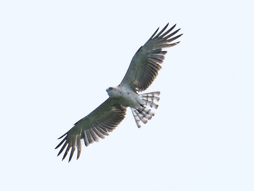 Giovane biancone (Circaetus gallicus)